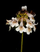 Penstemon procerus tolmei  - Small Flowered Penstemon White Form 18-1950